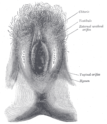 File:Gray1229.png
