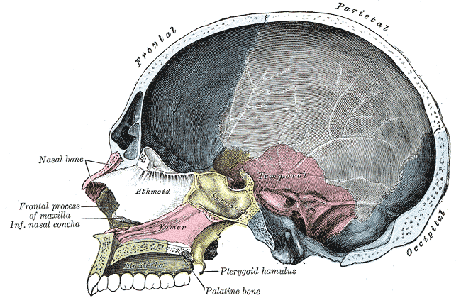 File:Gray194.png