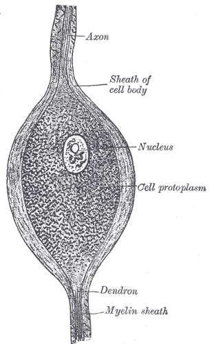 File:Gray625.png