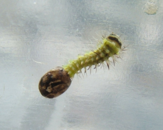File:Actias luna 1st instar hatching sjh.jpg