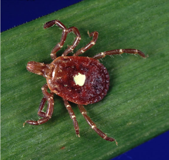 File:Amblyomma americanum tick.jpg