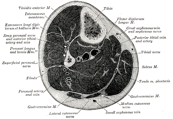 File:Gray440.png