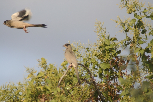 File:Grey Hypocolius in Kutch seen in Salvadora persica habitat.jpg