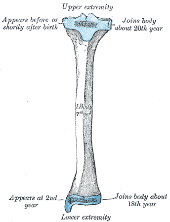 File:Gray260.png