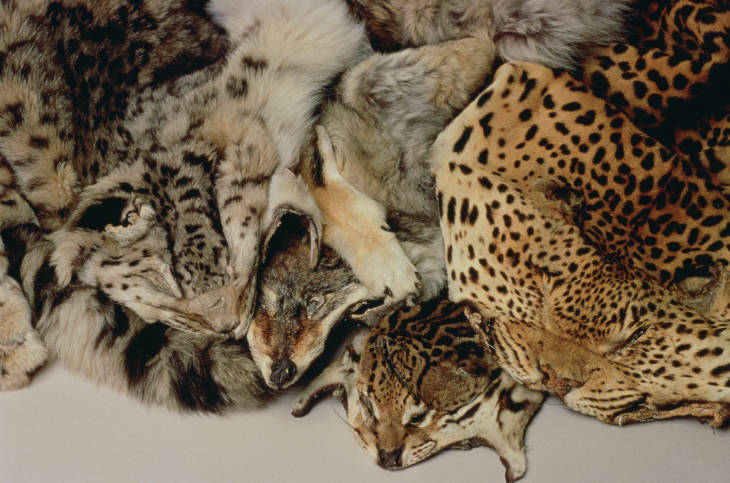 File:Illegal wildlife trade confiscated skins.jpeg