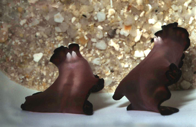 File:Mating Pseudobiceros bedfordi.png