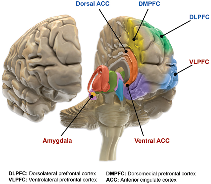 File:Fpsyt-05-00098-g002.jpg