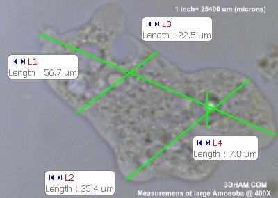 File:Amoeba400XM.jpg