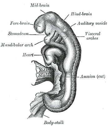 File:Gray40.png