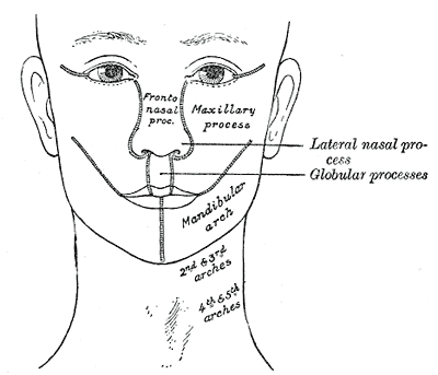 File:Gray48.png