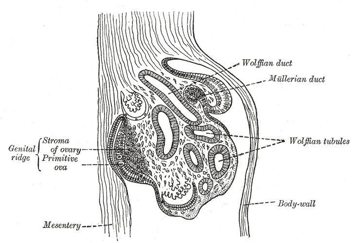 File:Gray1106.png