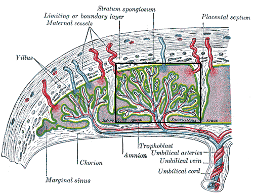 File:Placental cotyledon.png