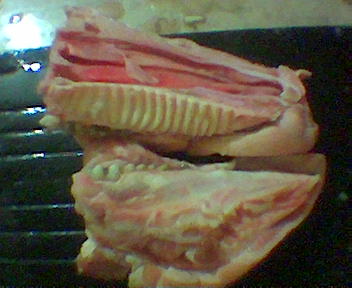 File:Pig snout sagittal cut.jpg