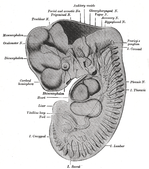 File:Gray645.png