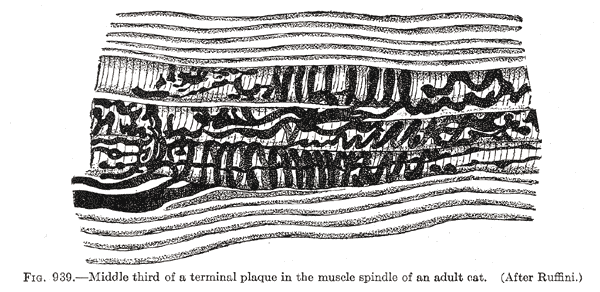 File:Gray939.png