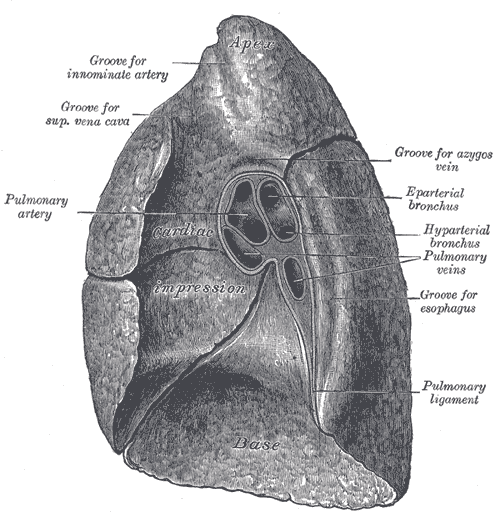 File:Gray972.png