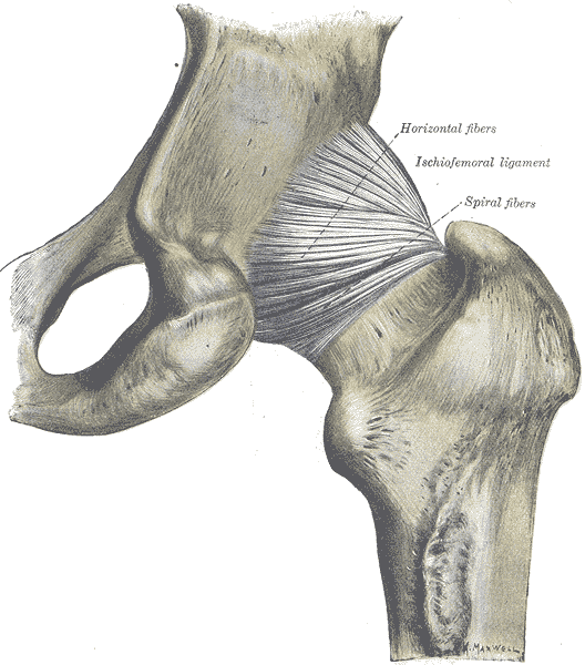 File:Gray340.png