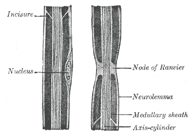 File:Gray631.png