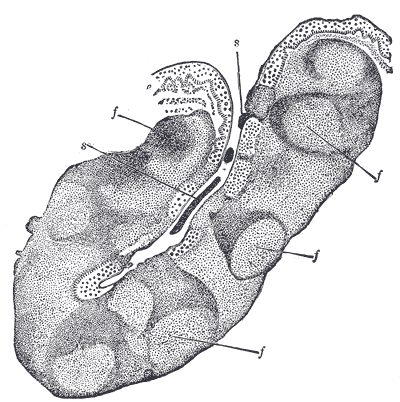 File:Gray1027.png