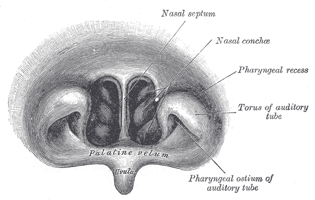 File:Gray1203.png