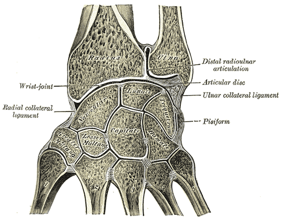 File:Gray336.png
