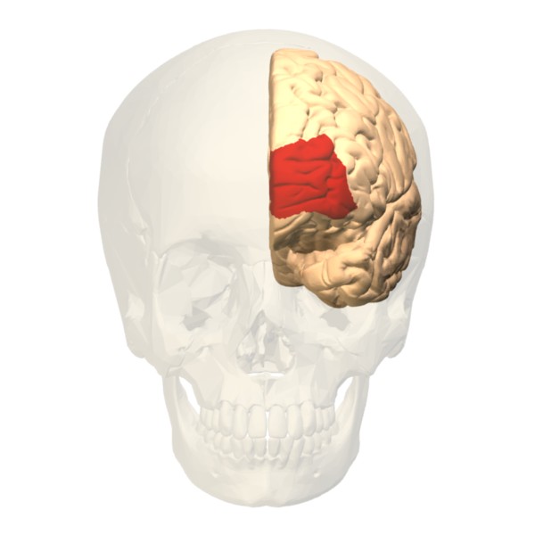 File:Brodmann area 10 frontal.jpg