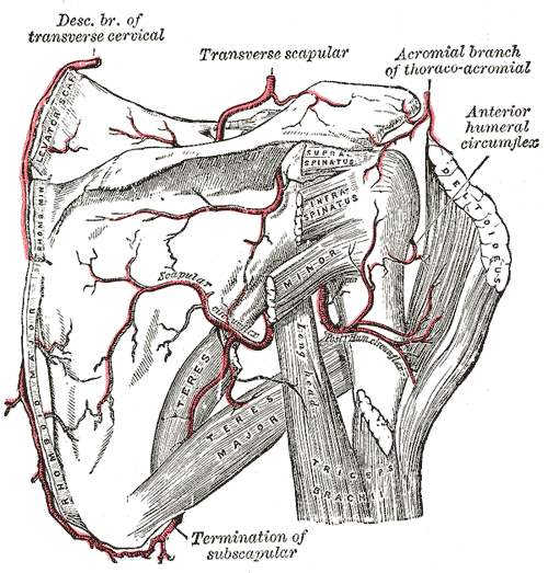 File:Gray524.png