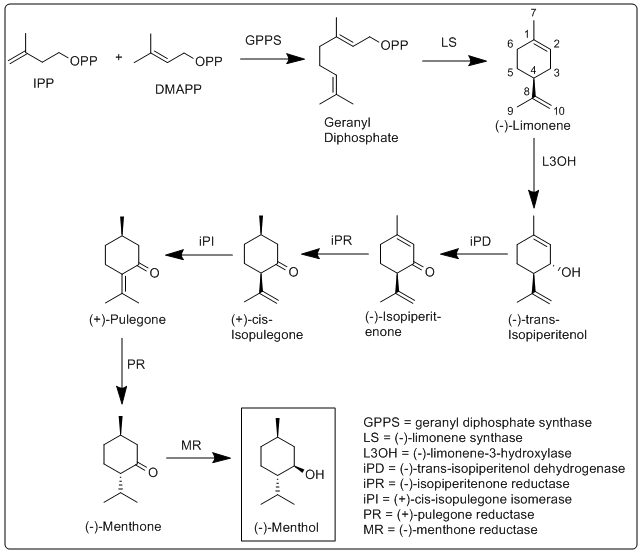 File:Menthol biosynthesis image.gif
