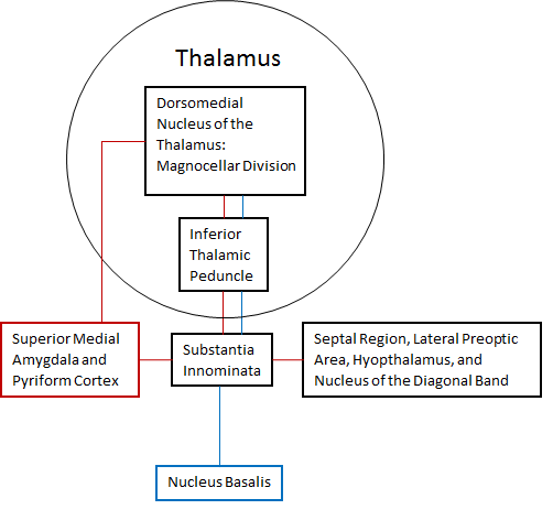 File:Amygdala and Nucleus Basalis connections to the Thalamus2.png