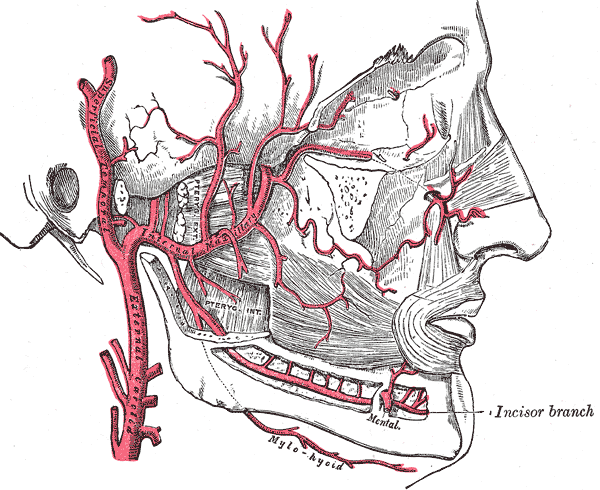 File:Gray510.png