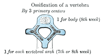 File:Gray101.png