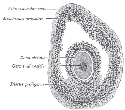 File:Gray1164.png