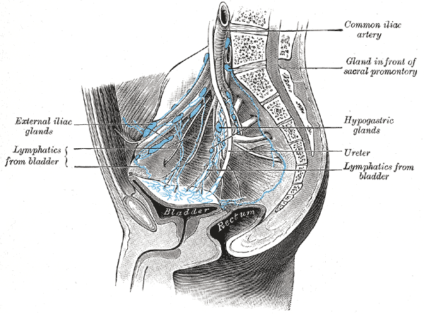 File:Gray618.png