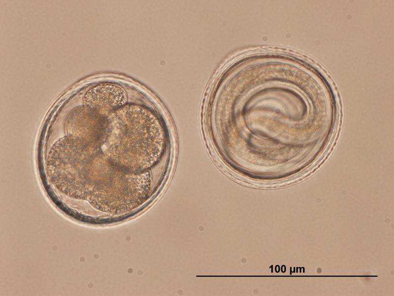 File:Toxocara embryonated eggs.jpg