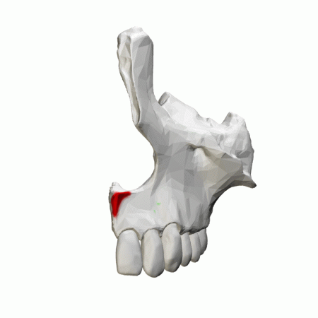 File:Anterior nasal spine of maxilla - animation00.gif