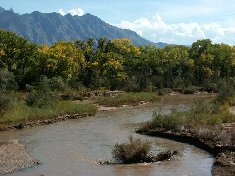 File:BosqueNM.jpg