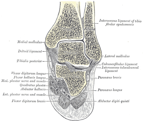 File:Gray357.png