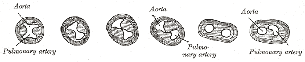 File:Gray471.png