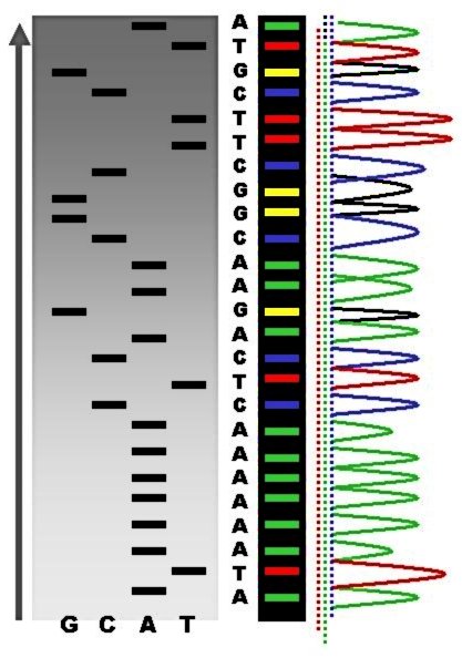 File:Radioactive Fluorescent Seq.jpg