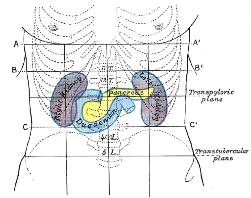 File:Gray1225.png