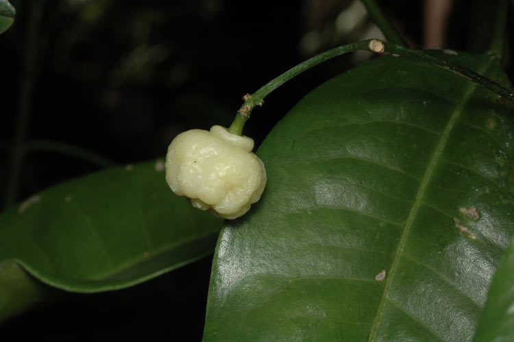 File:Acronychia acidula fruit.jpg