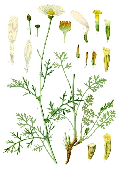 File:Tanacetum cinerariifolium - Köhler–s Medizinal-Pflanzen-269.jpg