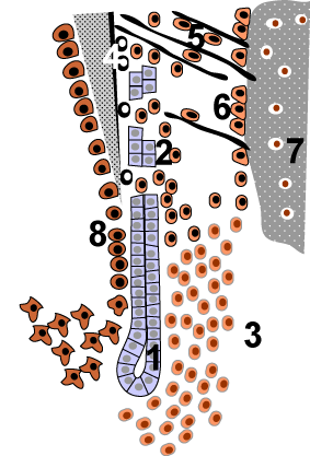 File:Hertwig's epithelial root sheath.png