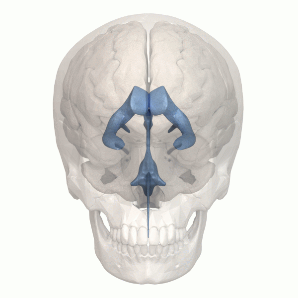 File:Human ventricular system - animation.gif
