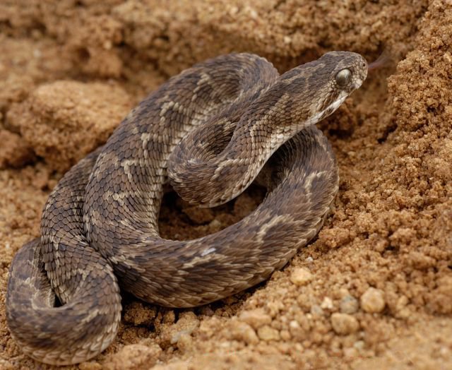 File:Echis carinatus sal.jpg