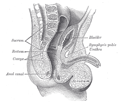 File:Gray1137.png