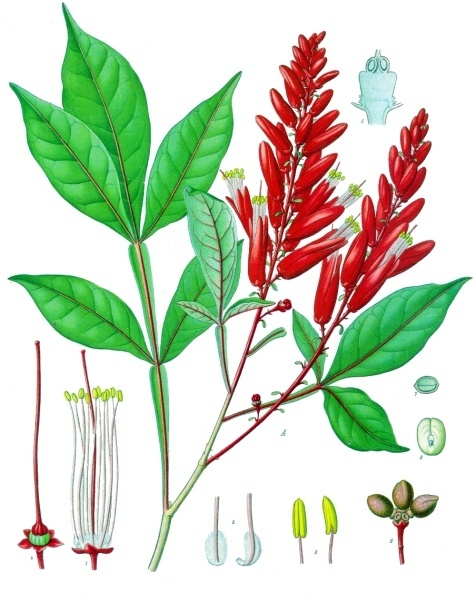 File:Quassia amara - Köhler–s Medizinal-Pflanzen-117.jpg