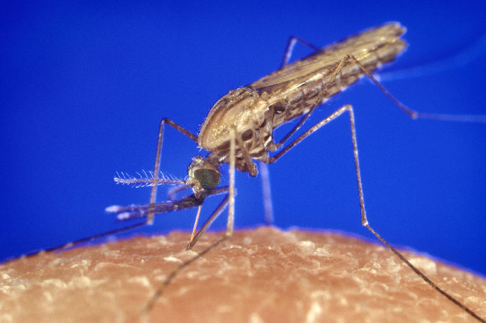 File:Anopheles gambiae mosquito feeding 1354.p lores.jpg