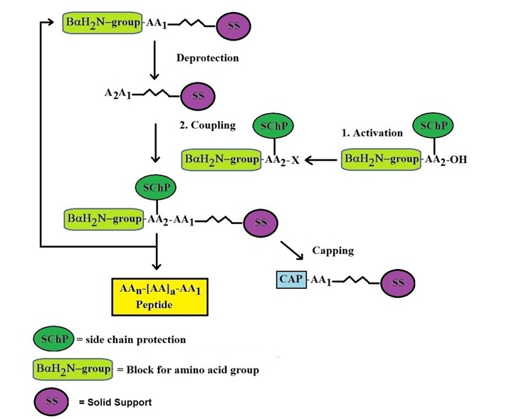 File:Solid Phase Peptide Synthesis.jpg