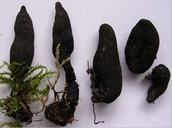 File:Xylaria polymorpha (variability).jpg